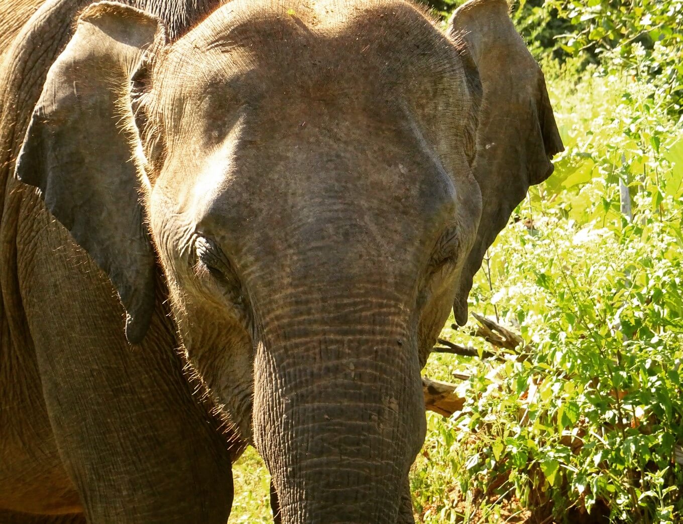 Wild Elephant at Udawalawe