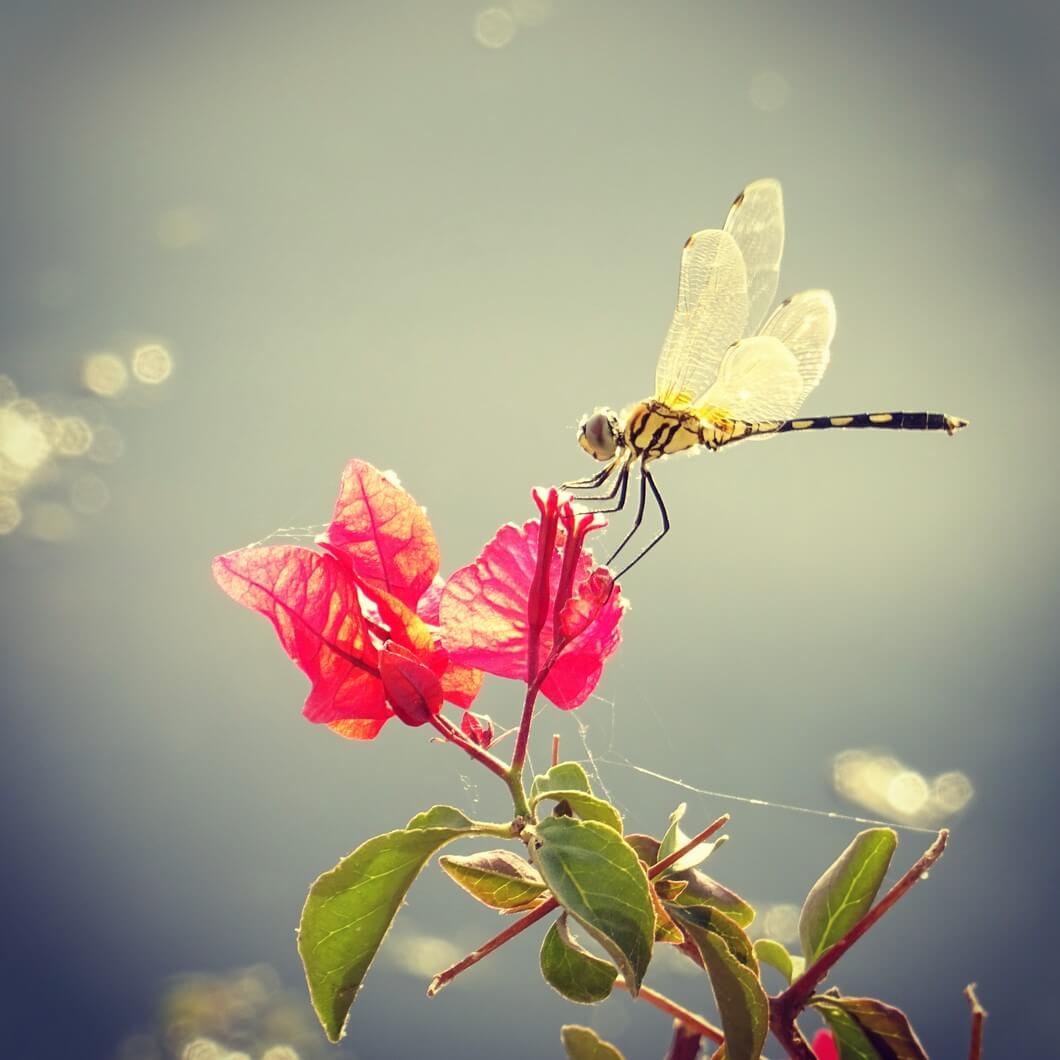 Dragonfly by Lake Pichola, Udaipur