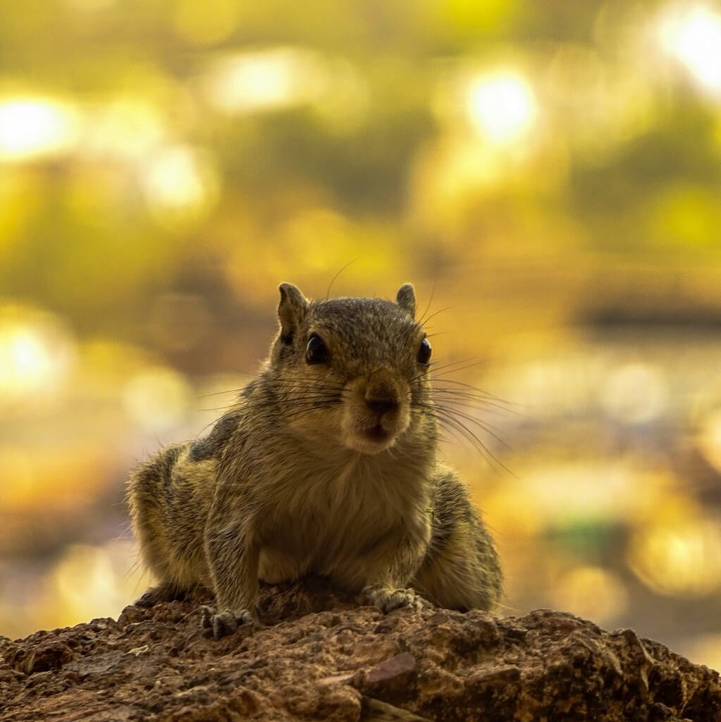 Chipmunk Bundi Palace