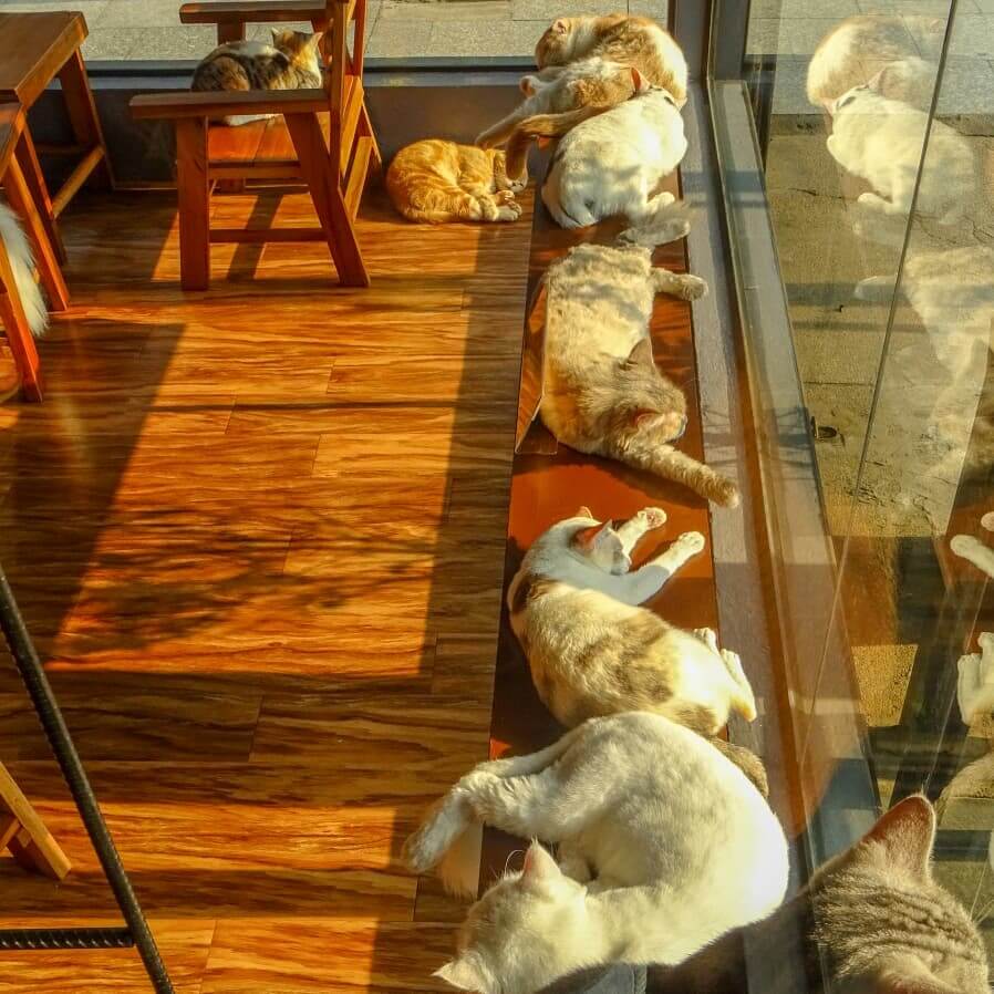 Sunbathing at the Cat Cafe