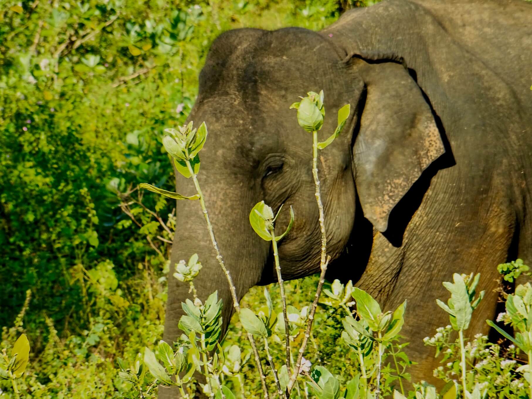 Elephant Udawalawe National Park smaller travel footprint