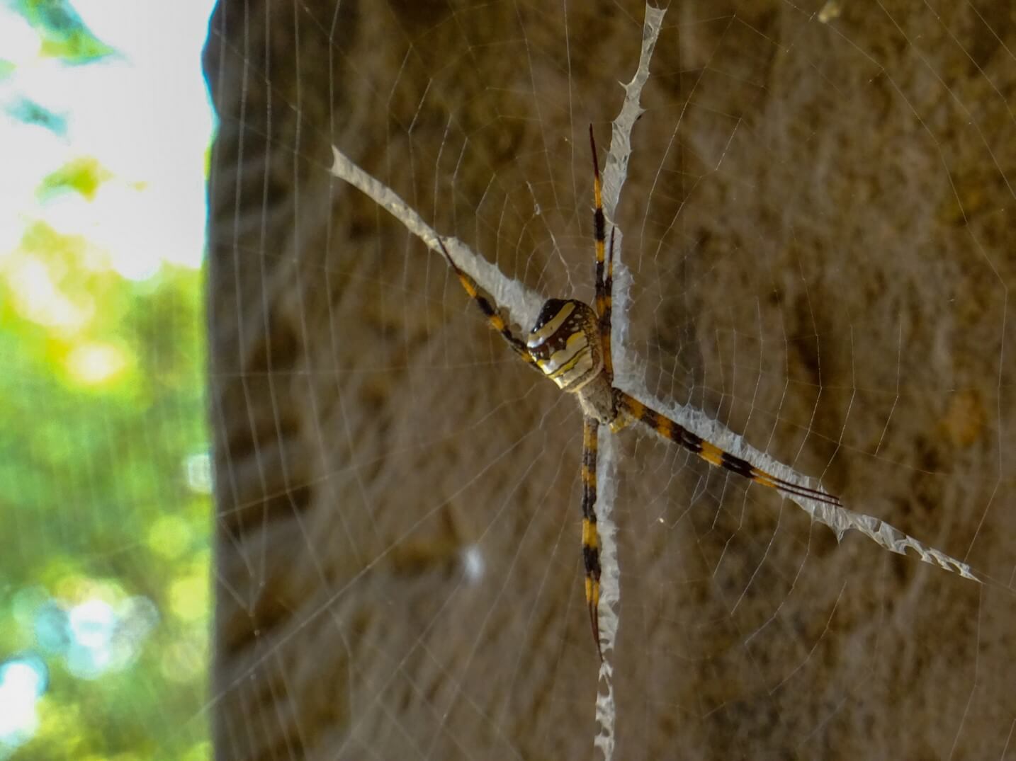 Nope Spider at Angkor Wat