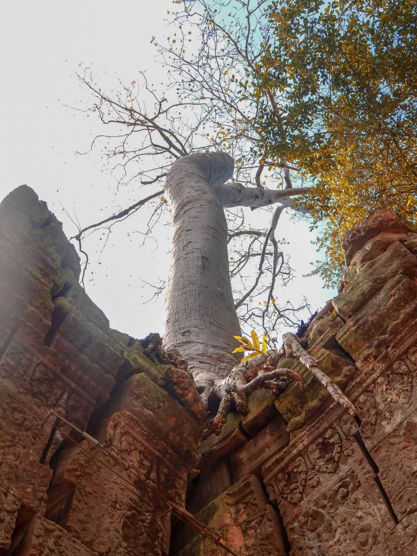 Ta Prohm Angkor Wat - Tomb Raider Temple Jungle Temple