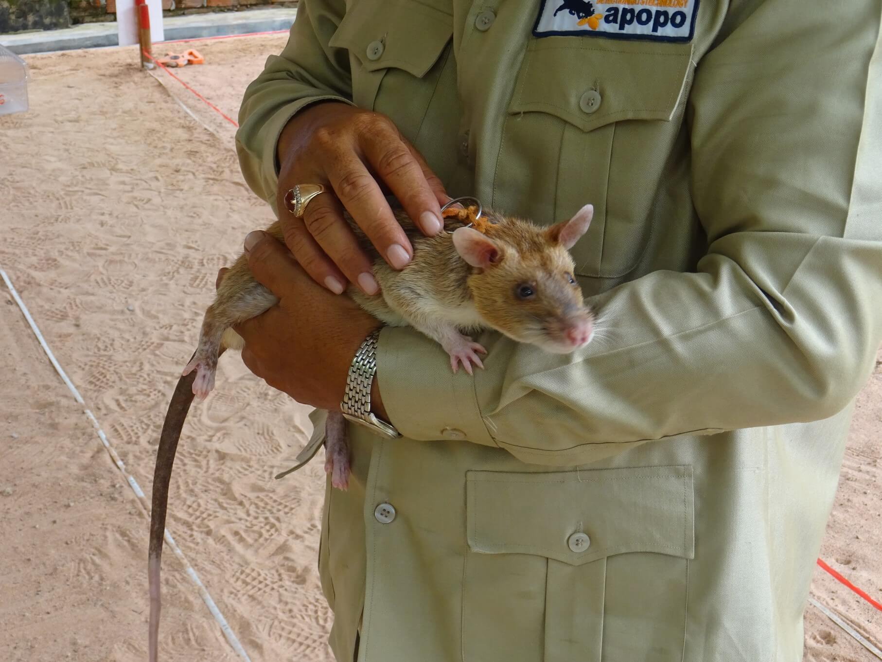 APOPO's Hero Rats