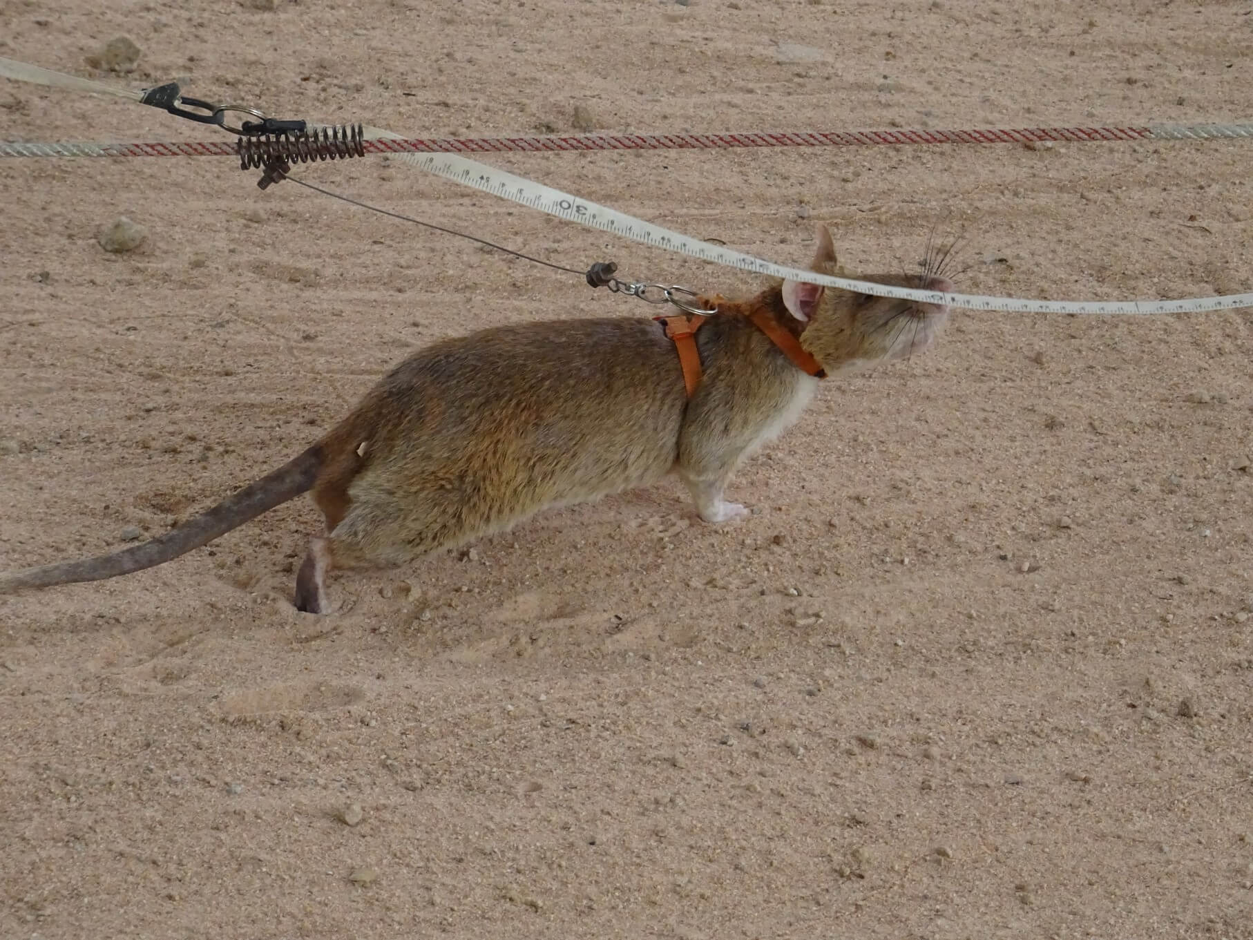 APOPO HeroRAT demonstation