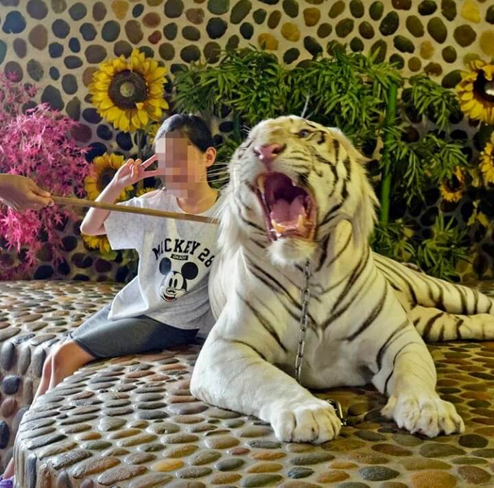 Tiger selfie