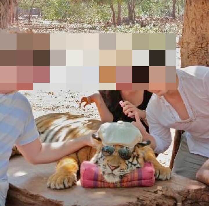tiger selfie idiots