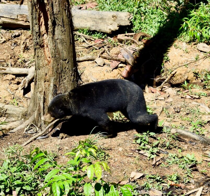 Visit Sepilok Sun Bear