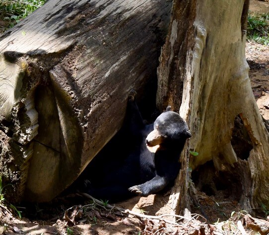 Visit Sepilok Sun Bear