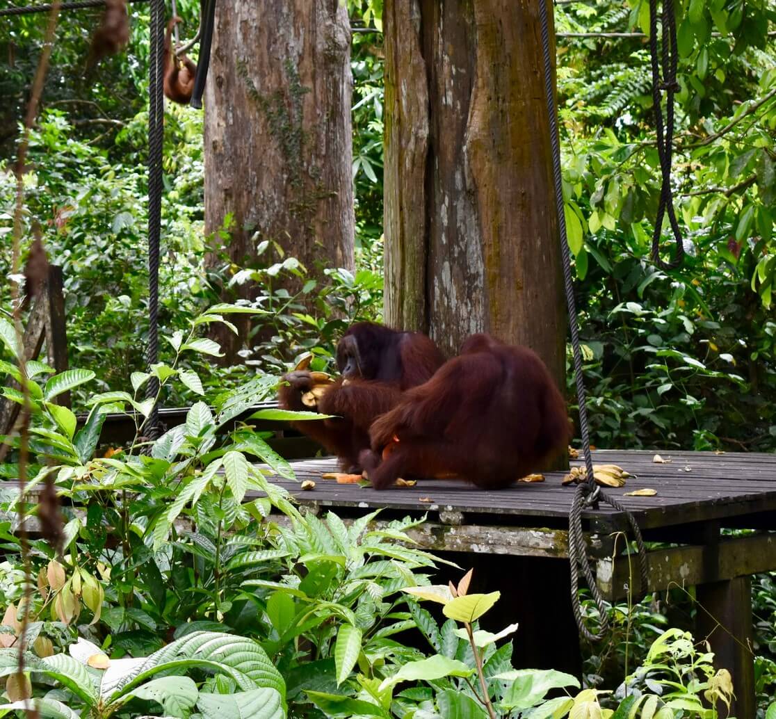 Visit Sepilok Orangutan