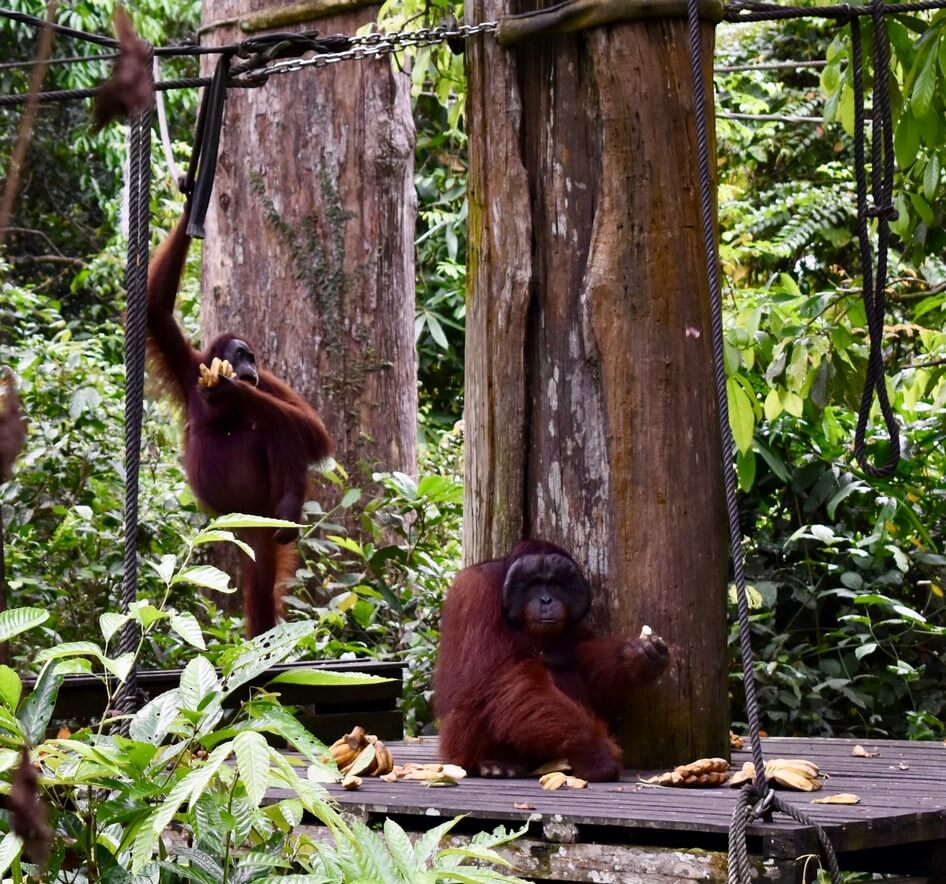 Visit Sepilok Orangutans