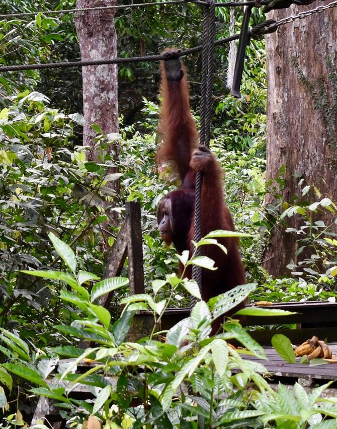 Visit Sepilok Orangutans